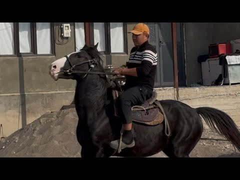 Видео: Чекир 490 баласы +996-776-625-262.  27 октября 2025 г.