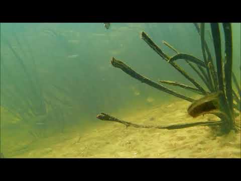 Видео: Подводная охота на язя