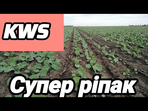 Видео: 3.10.25. Ріпак від  ''KWS''', визначаємо лідера поки що це' ''Лаурос''. 👍🏼