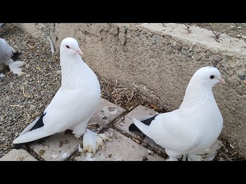 Видео: Бойние голуби. В гостях у Эдика. 14.12.22 Грузия. Тбилиси