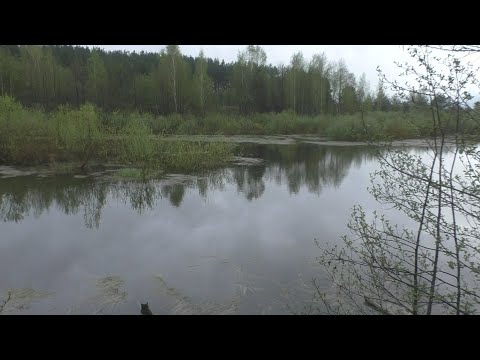 Видео: Зарыбление пруда белым амуром