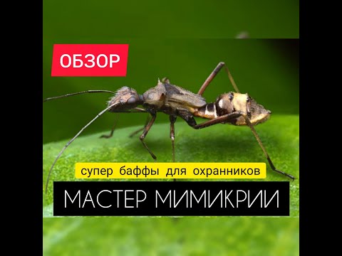 Видео: МАСТЕР МИМИКРИИ! Обзор нового генерала! The Ants: Underground Kingdom