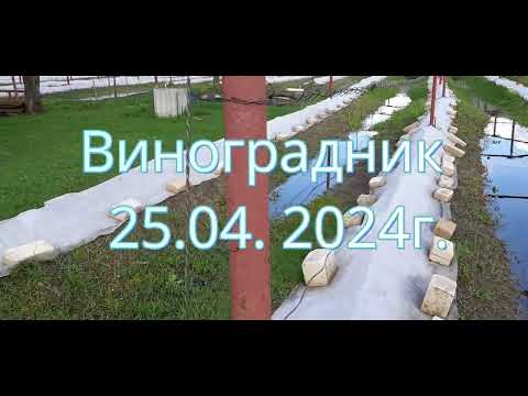 Видео: Виноградник 25 04 2024 Плаваем