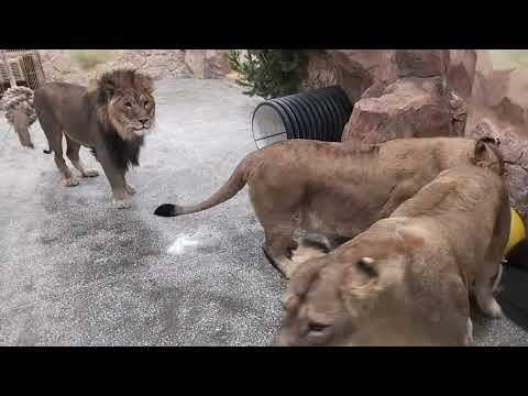 Видео: Екатеринбургский зоопарк зимой
