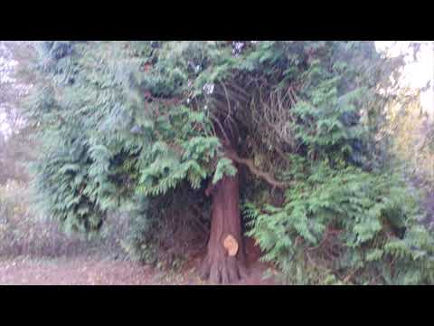 Видео: Образец кое-какой истории,но без обмана  Park Zamkowy na początku listopada  Парк Замковый в ноябрe