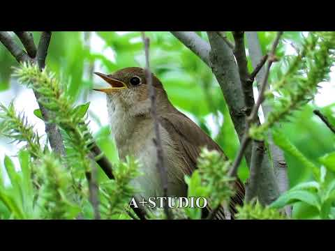 Видео: Ц1ару билбил