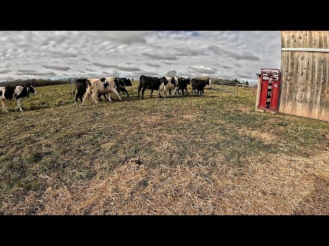 Видео: Перегон скота в Висконсине: возвращаем коров домой с летнего пастбища!