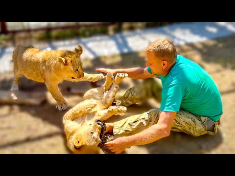Видео: ДОБРОТА ПОБЕЖДАЕТ!  Один из диких львят становится ДОБРЕЕ))