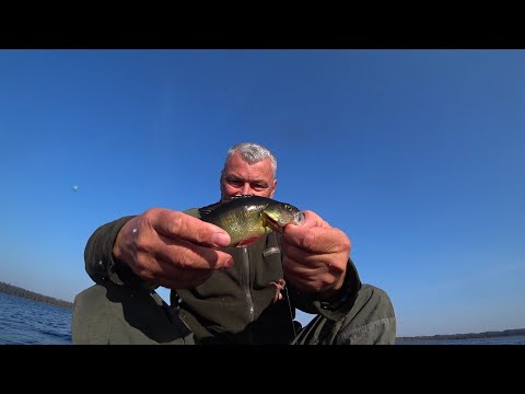 Видео: поехал за плотвой, наловил окушков. Высокинское озеро.