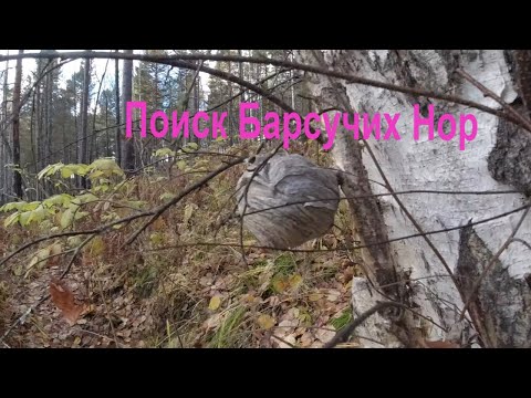 Видео: Поиск Барсучих Нор,,
