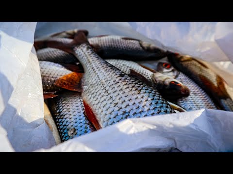 Видео: Закормив Лунку привоняними хробаками Біля Коряги і Наловив плітки.Також знайшли Окуня