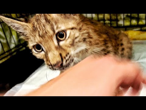 Видео: Спасённый рысёнок Тимка. Надеемся, что ему РАЗРЕШАТ ХОДИТЬ!