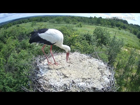 Видео: Білосніжний лелека-мандрівник