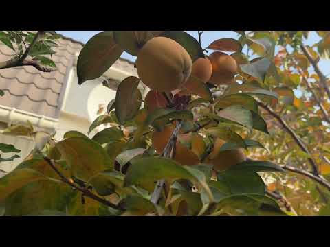 Видео: Хурма почти созрела 😋Евпатория, ноябрь 2025❤️