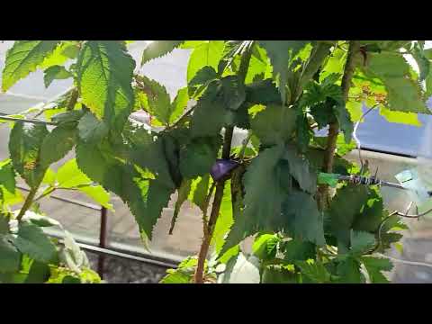 Видео: Карака Блэк на 01.10.2025.