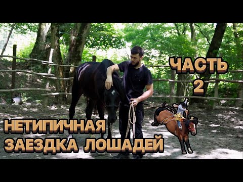 Видео: Нетипичная заездка лошадей. Часть 2
