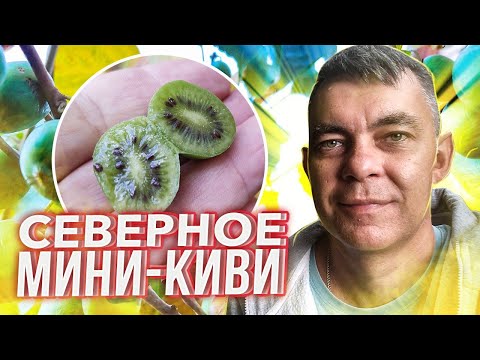 Видео: АКТИНИДИЯ УХОД И ВЫРАЩИВАНИЕ В СРЕДНЕЙ ПОЛОСЕ / АКТИНИДИЯ АРГУТА