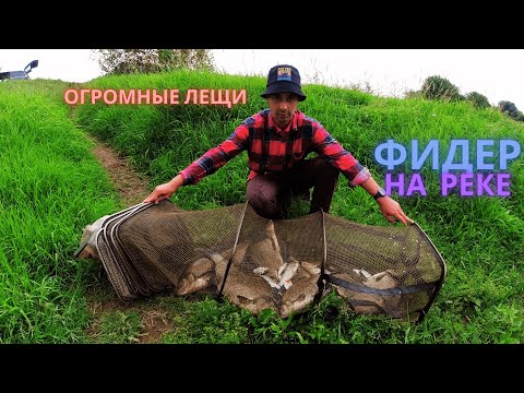 Видео: Огромные лещи на реке. Ловля леща на фидер. Речные монстры . Река Днепр.