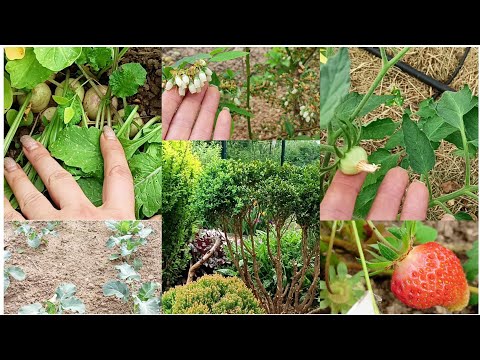 Видео: Теперь у меня не куст, а Чупакабра. Томаты в теплице. Огород зарастает. Клубника зреет.