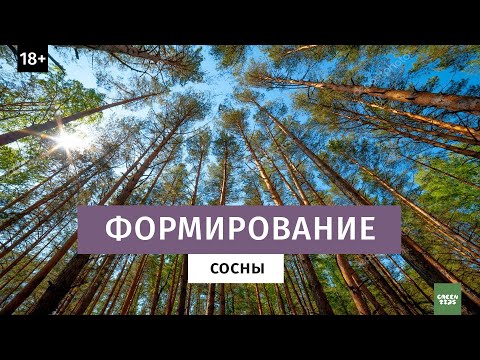 Видео: ФОРМИРОВАНИЕ СОСНЫ.