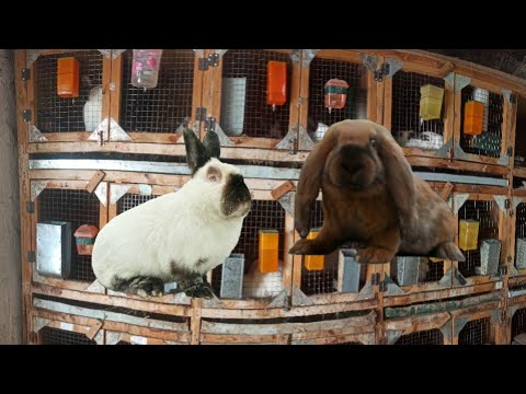 Видео: Харгушои зоти калифорнийский ва франсузкий баран/ Кролики калифорнийский и французкий баран