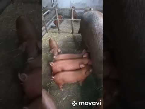 Видео: Развею  Мифы  про породу  дюрок !!