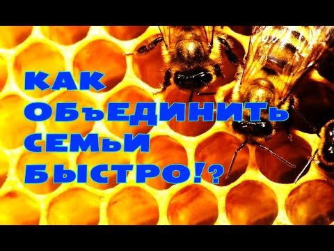 Видео: Как быстро и просто объединить две пчелиные семьи!?