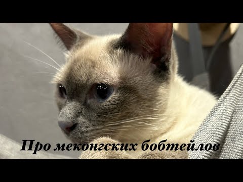 Видео: Про меконгских бобтейлов