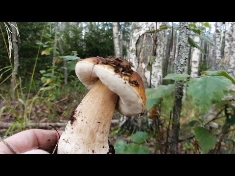 Видео: Белая  аномалия