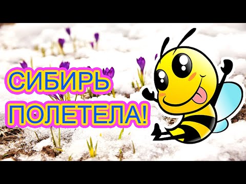 Видео: Первый облет пчел в сибири! 5 апреля