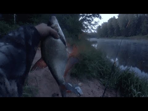 Видео: Рыбалка с ночевкой. Лещ и ЩУКА. Река Луга.