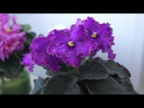 Видео: Коллекция фиалок Оксаны Разумовской ролик2