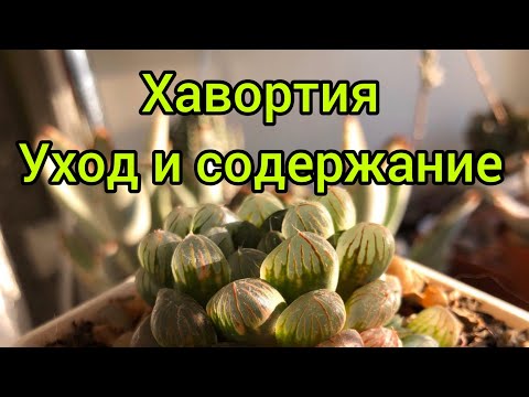 Видео: Хавортия.Уход и содержание.