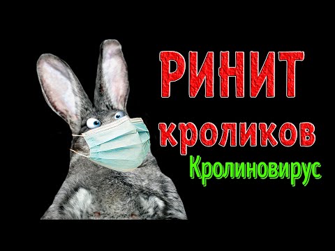 Видео: РИНИТ у КРОЛИКОВ
