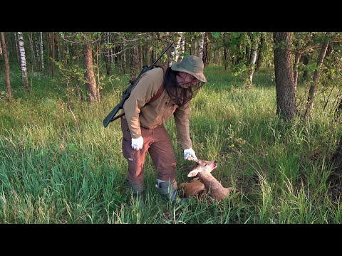 Видео: РЕЗУЛЬТАТИВНАЯ ОХОТА НА КОСУЛЮ В ИЮНЕ