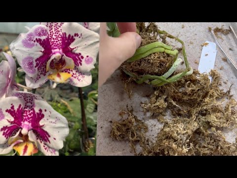 Видео: ПЕРЕСАДКА ОРХИДЕИ из МХА ✅ ОРХИДЕЯ «Анмио Джентельмен»