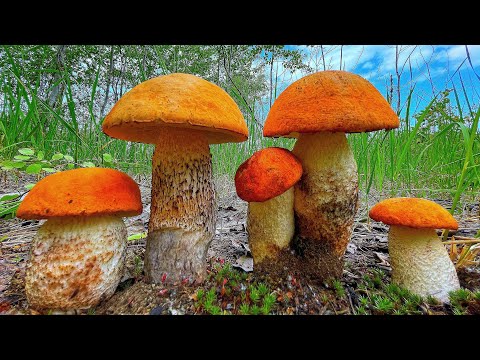 Видео: ГЛАЗА ВИДЕЛИ, А МОЗГИ НЕ ПОВЕРИЛИ! ПЕРВЫЕ БЕЛЫЕ ГРИБЫ БОРОВИКИ 2022! ПОДОСИНОВИКИ МАСЛЯТА! Грибник