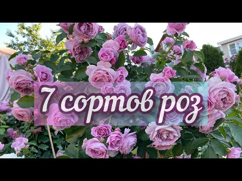 Видео: Обзор семи сортов роз!