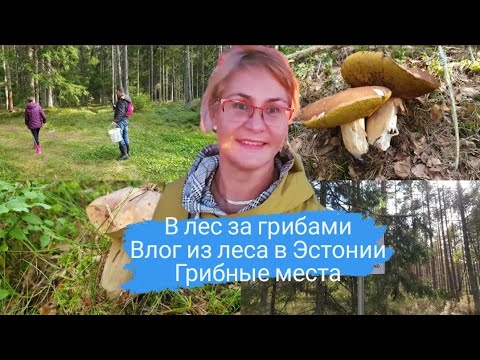 Видео: Грибная пора.В лесу сбор грибов 2021.Наша грибалка.Белые грибы и не только.Влог из Эстонии