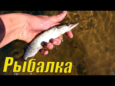 Видео: Необычная рыбалка на небольшой речке!