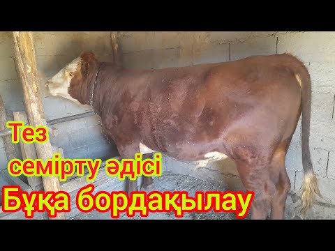 Видео: ЕҢ ПАЙДАЛЫ КӘСІП.Бұқа бордақылау. Артық шығынсыз тез семірту әдісі.Осындай бұқа ұстаған тиімді