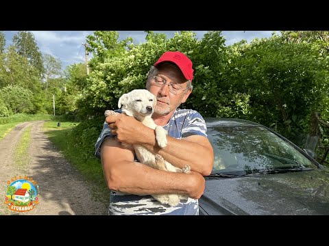 Видео: ПОДОБРАЛИ БЕЗДОМНОГО ЩЕНКА НА ДОРОГЕ И ПРИВЕЗЛИ ДОМОЙ