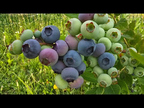 Видео: ГОЛУБИКА. УХОД. ПОДКОРМКА. ЧТОБЫ ЗАВАЛИЛА КРУПНОЙ И СЛАДКОЙ ЯГОДОЙ.