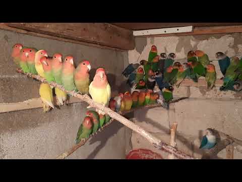 Видео: неразлучники зимуют - 10' С