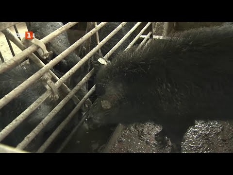 Видео: Източнобалканска свиня - една безценна и почти изчезнала местна порода, Бразди - 10.05.2025 по БНТ
