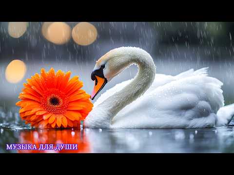 Видео: Прекрасная мелодия до слёз... Нежная музыка для души, жизни! Красивая музыка Сергей Грищук#relax