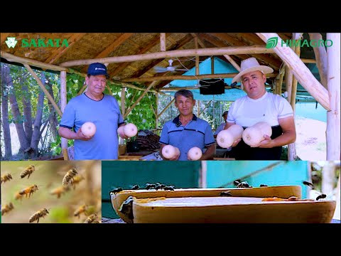 Видео: Энг ОДИЛ ва МУКАММАЛ ХАКАМ танлови ЖУДА ШИРИН таьмли Плуто F1 (Squash Pluto F1-Sakata)