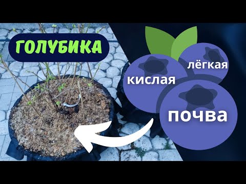 Видео: ГОЛУБИКА садовая ПОСАДКА В КОНТЕЙНЕР почва удобрение подкисление черенкование