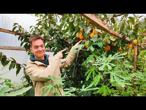 Видео: Хурма созрела в Беларуси!