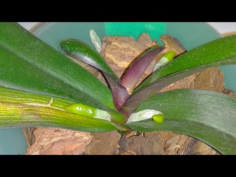 Видео: ВСЕ орхидеи ПОДРЯД ПУСТЯТ корни! орхидеи РАСТУТ БЫСТРЕЕ! САМЫЙ ПРОСТОЙ полив орхидеи!